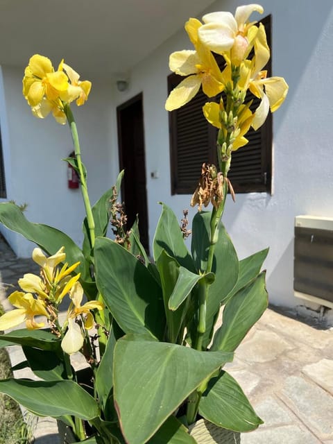 Traditional Bungalows Apartment hotel in Halkidiki