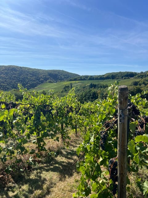 Ferienwohnung am Scheidskopf Apartment in Bad Neuenahr-Ahrweiler