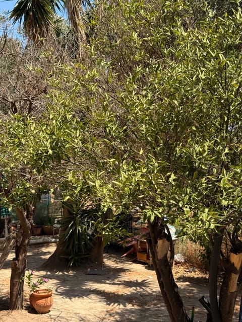 Retro Groove Apartment in Palaiochora