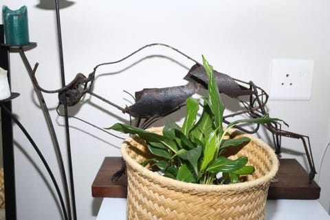 Surf & Chill Vibes Apartment in Cape Town