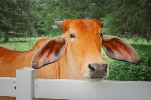 The Blue Barn at the MeadowCreek Apartment in Tennessee