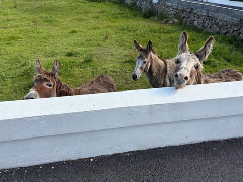 Tigh Oisin House in County Galway