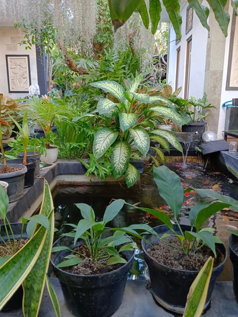 Property building, Garden