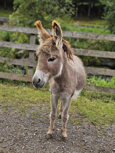 Bauernhof Haus Sturm Apartment in Tyrol