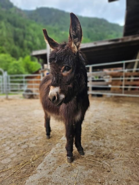 Bauernhof Haus Sturm Apartment in Tyrol