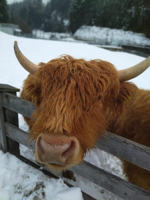 Bauernhof Haus Sturm Apartment in Tyrol