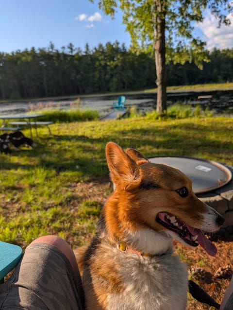 Natural landscape, Pets