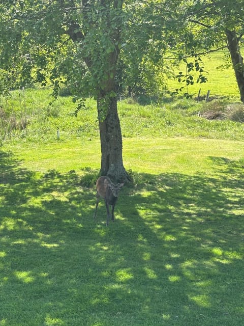 Granite View Bed and Breakfast in Wicklow, Co. Wicklow, Ireland