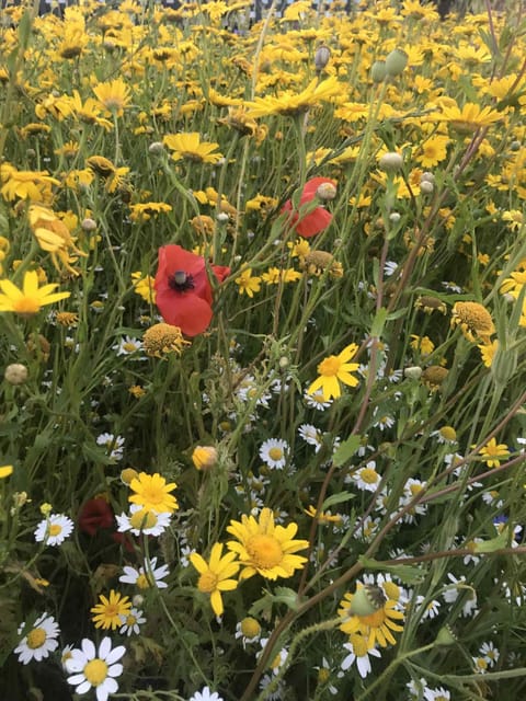 Quiet peaceful relaxing off grid Campervan Seaview and Ponies Campground/
RV Resort in England
