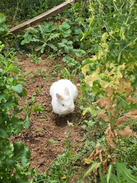 Guest House MITRE Bed and Breakfast in North Macedonia