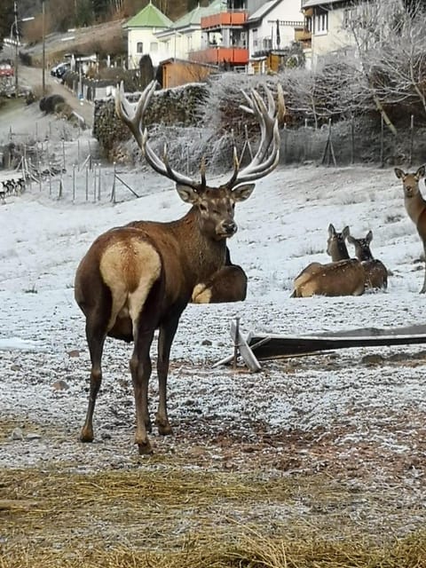 Winter, Animals