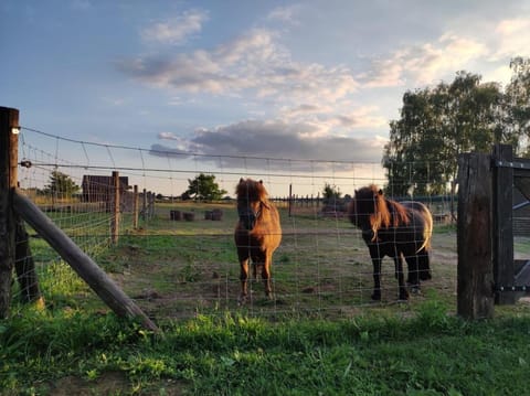 Garden, View (from property/room), Animals