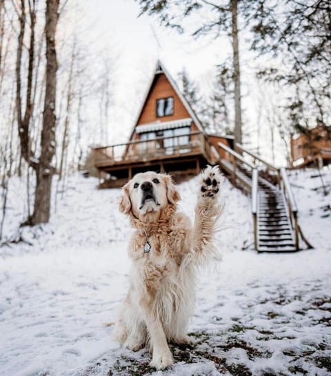 Secluded A-Frame Cabin with Private Riverfront on Little Manistee River near Tustin, Michigan Cabin in Michigan