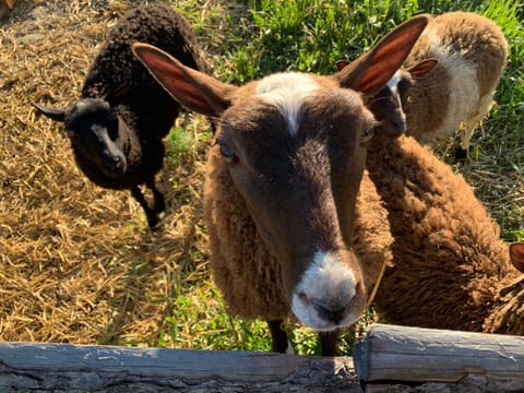 Lomahyppäys Chalet in Finland