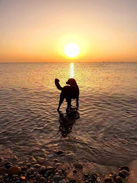Beach, Animals, Sunrise