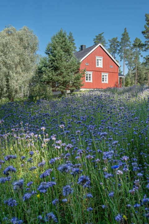 Day, Natural landscape, Garden