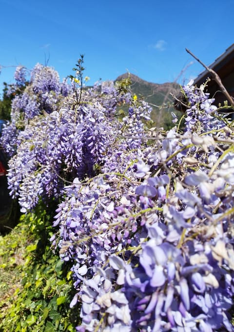 Spring, Garden, Garden