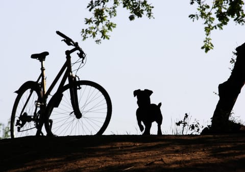 Cycling, pet friendly