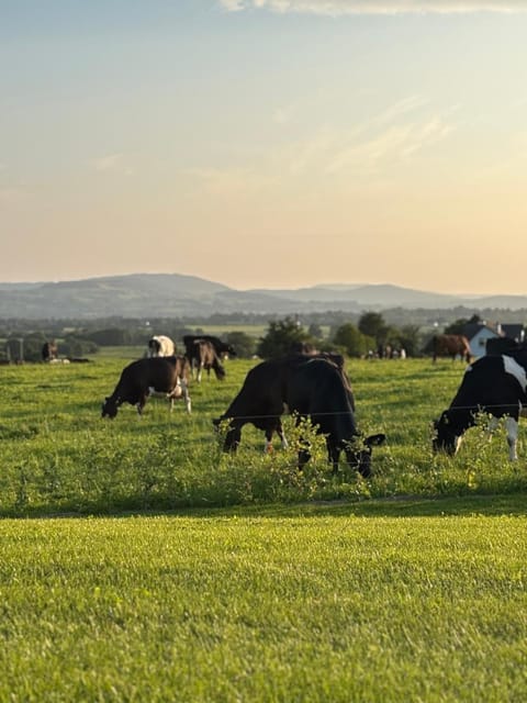The Cows Field Apartment in Co. Tipperary, Ireland