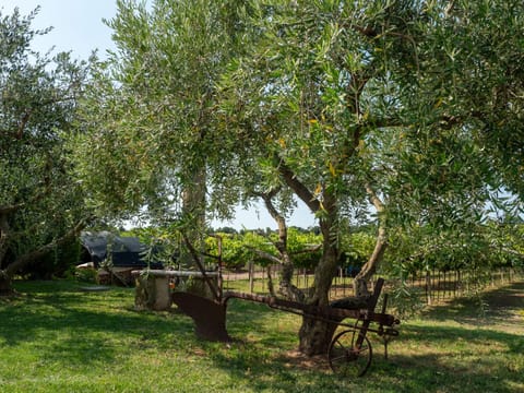 Day, Natural landscape, Garden, Garden view