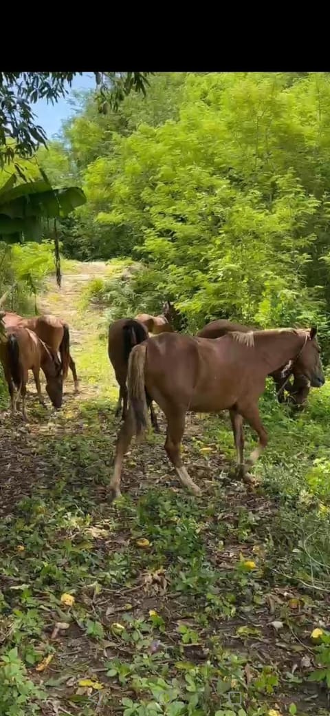 Property building, Animals