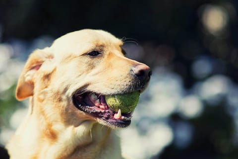 Restaurant/places to eat, Animals, Animals, Pets, Pets, Swimming pool