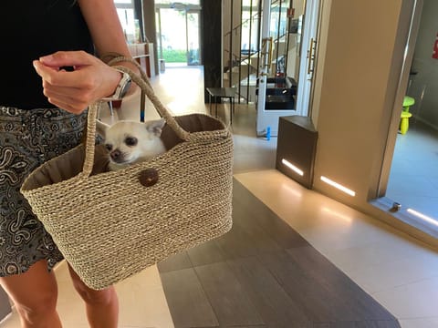 Hotel Villa Igea Mhotelsgroup Hotel in Diano Marina