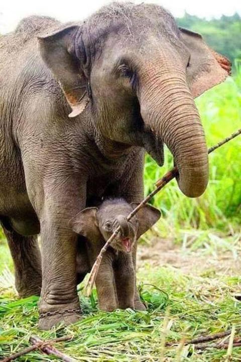 Animals