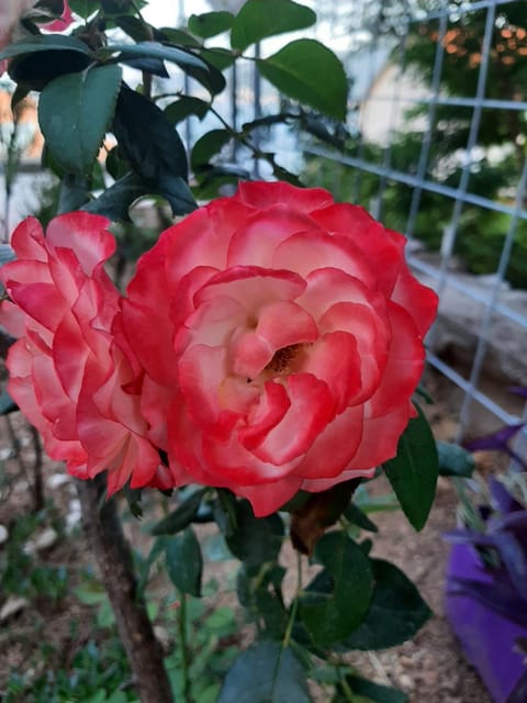 Апарты в Биеле 80 м от моря Apartment in Kotor Municipality