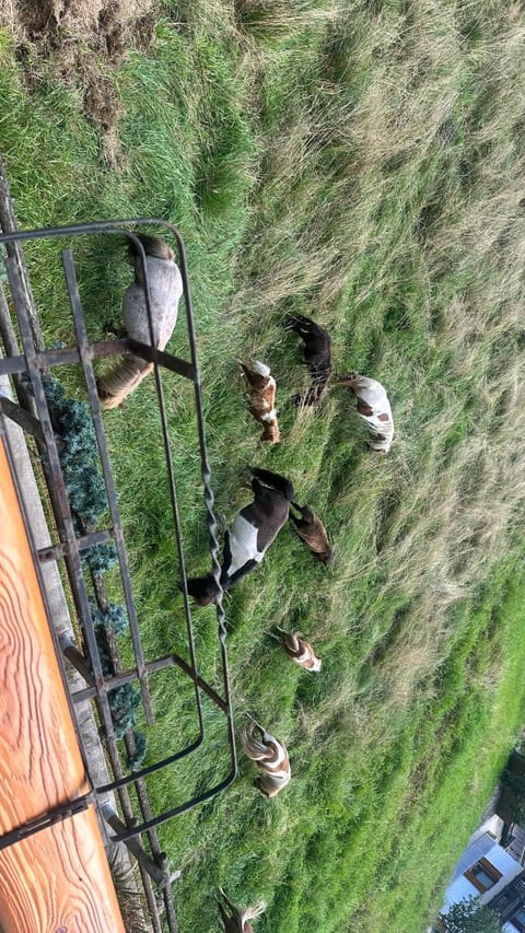 Villa Tersilla Bed and Breakfast in Friuli-Venezia Giulia