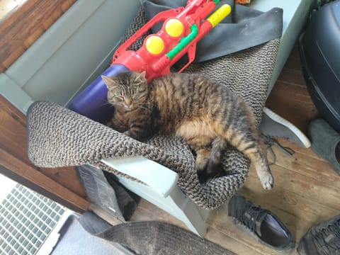 Sammalinen Farm Stay in Finland