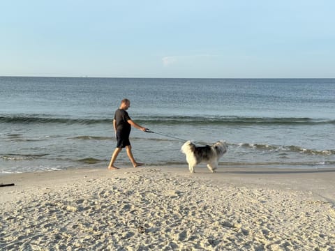 Beach, Pets, Sea view