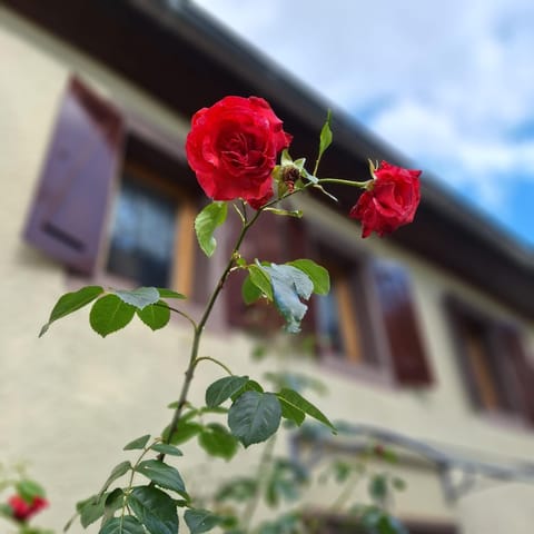 Ferienhaus Auf dem Knapp Apartment in Luxembourg