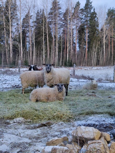 Koivistonpiha farmstay Apartment in Finland