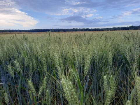 Spring, Day, Natural landscape