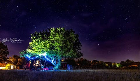 Night, Garden, group of guests