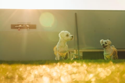 Pets