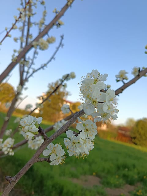 Spring, Day, Natural landscape, Garden