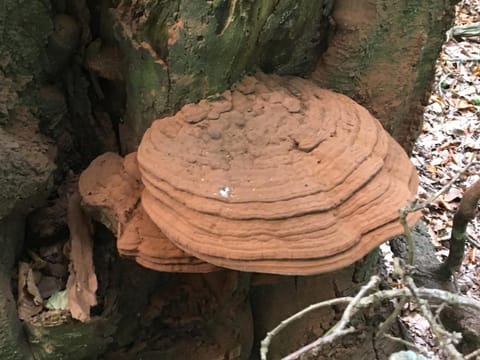 Apartment Lazoroski Arcen Apartment in Arcen