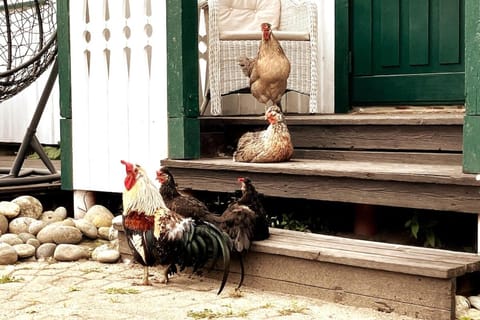 Animals