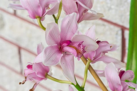 Kaitaia Motor Lodge Motel in Northland