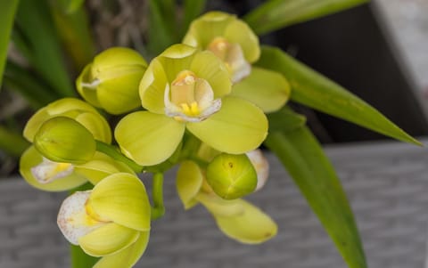 Kaitaia Motor Lodge Motel in Northland