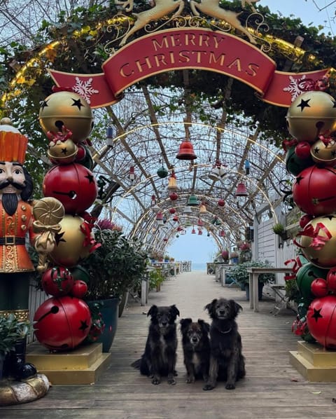 De luxurious apartment Sopot -Baltic Riviera Apartments Apartment in Sopot