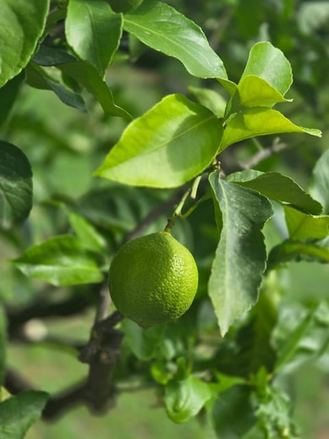 Spring, Day, Garden, Garden view