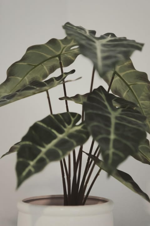 Ξενώνας OLEAVIA Bed and Breakfast in Messenia