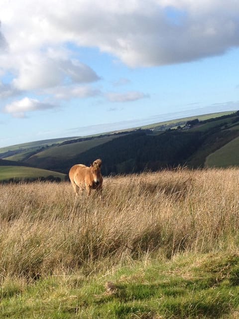Rustic rural retreats Luxury tent in West Somerset District