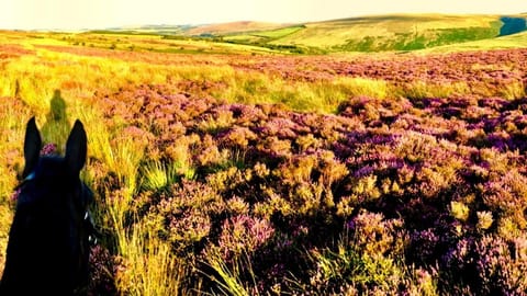 Rustic rural retreats Luxury tent in West Somerset District