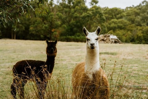 Animals