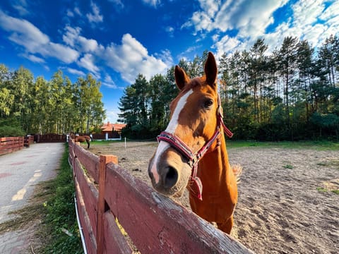 Horse-riding, Animals