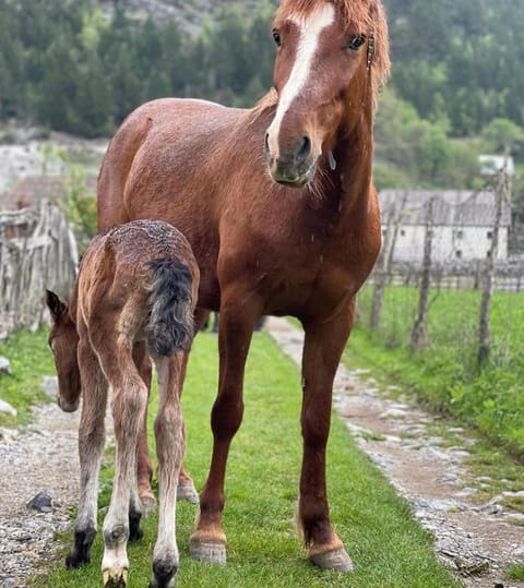 Thethi Mountain guesthouse Bed and Breakfast in Montenegro